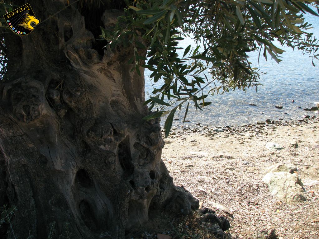 Im Osten wachsen die Olivenbäume direkt am Strand